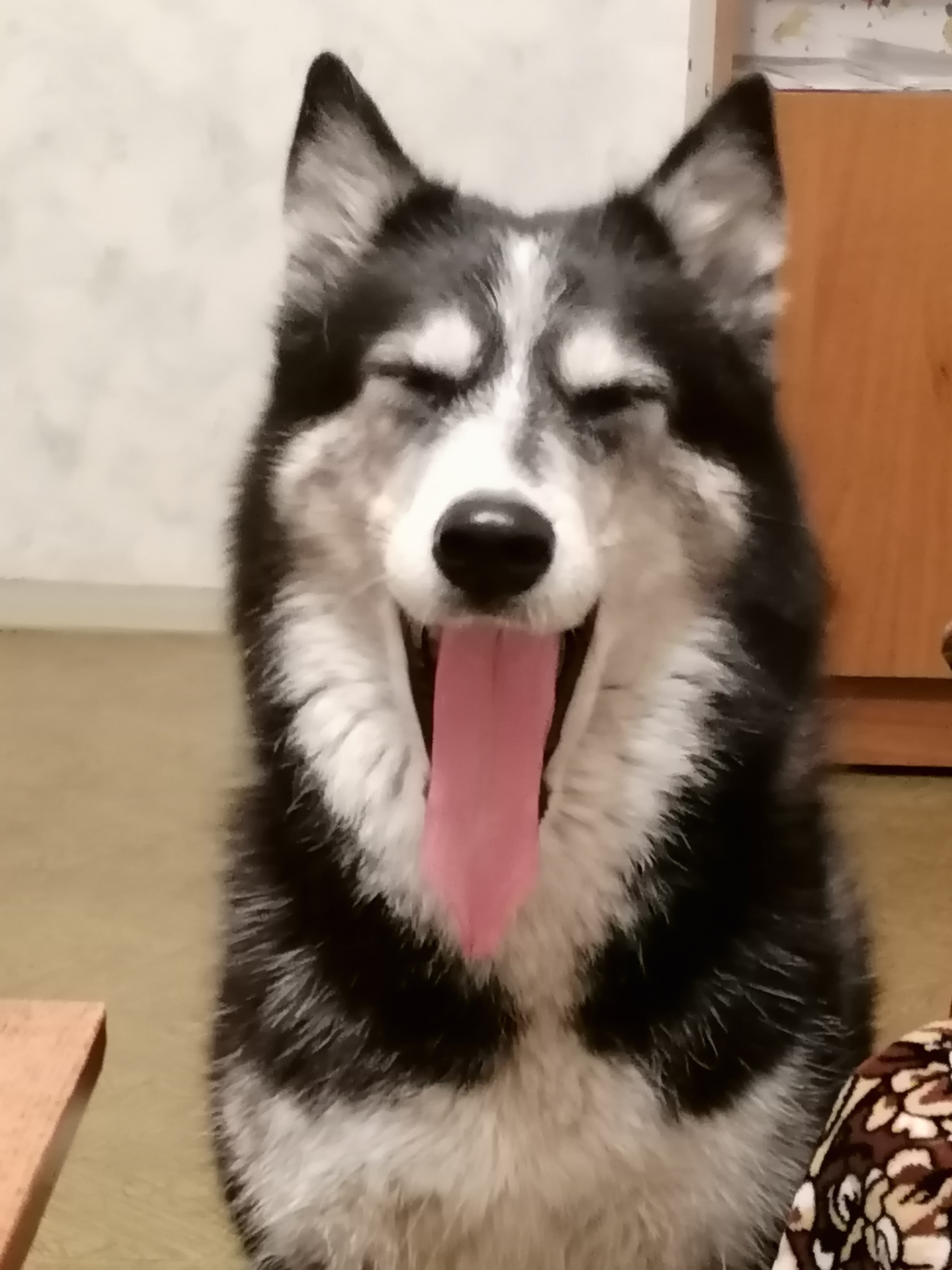 One, two, Joker - My, Dog, Husky, Yawn, Longpost