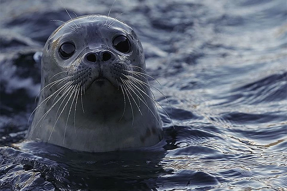 The persons who beat the seal on the beach in Mangistau have been identified - Seal, Flailing, Punishment, Wildness, Animal abuse, Kazakhstan, Negative