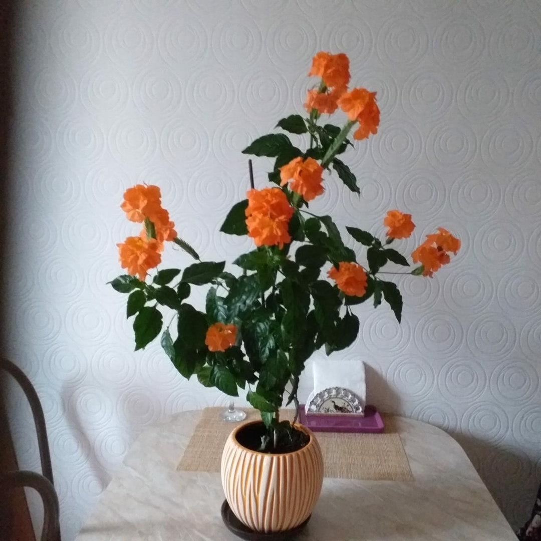 Help me identify what kind of flowers they are? - My, Flowers, What kind of plant