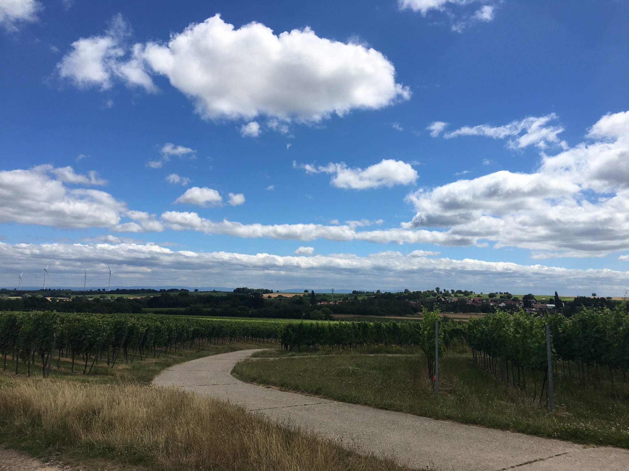 Field road between vineyards - My, Road, West Germany, Nature