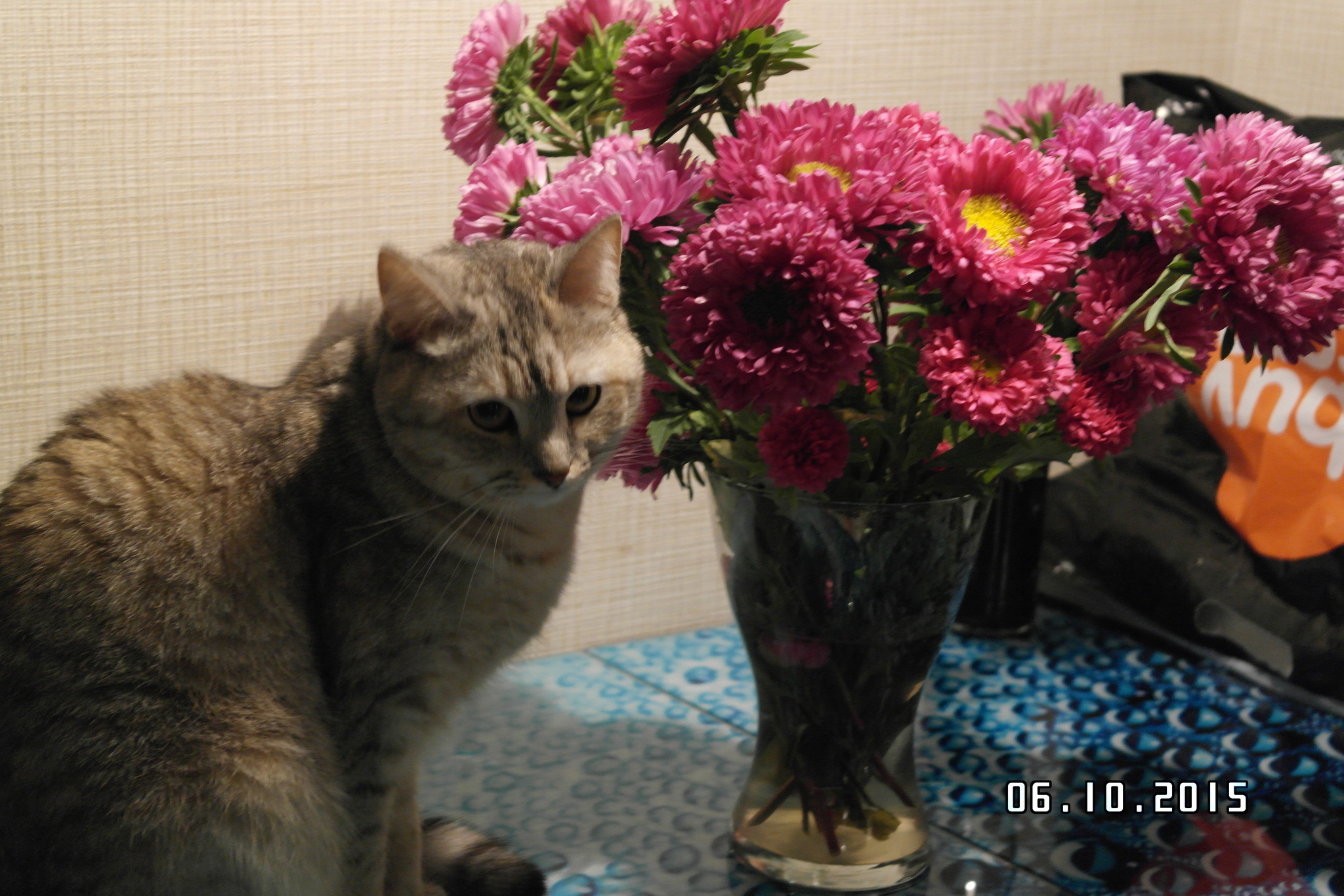 Strawberry and bouquet - My, cat, cat house, Longpost