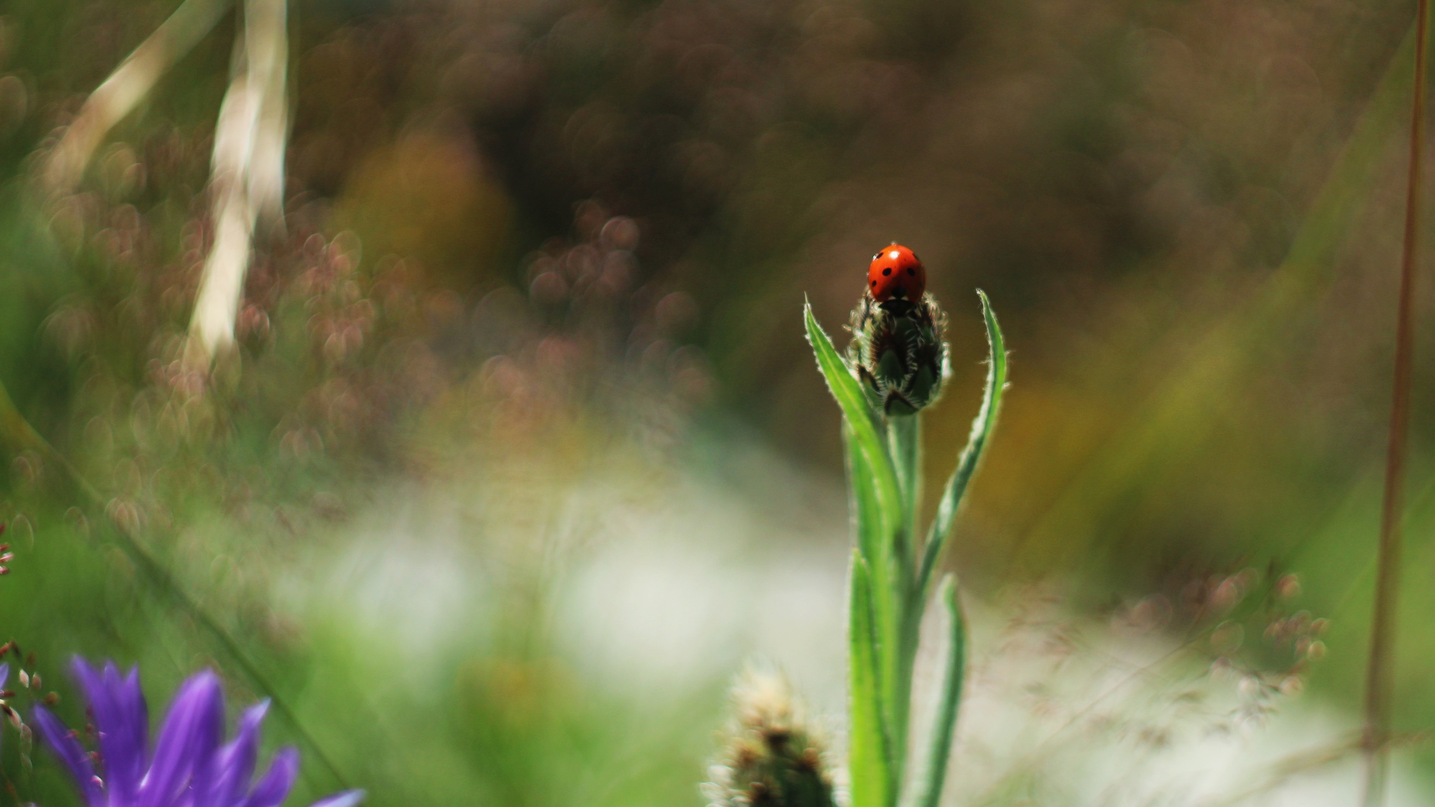 Ladybug - My, ladybug, Macro photography, The photo, Crimea