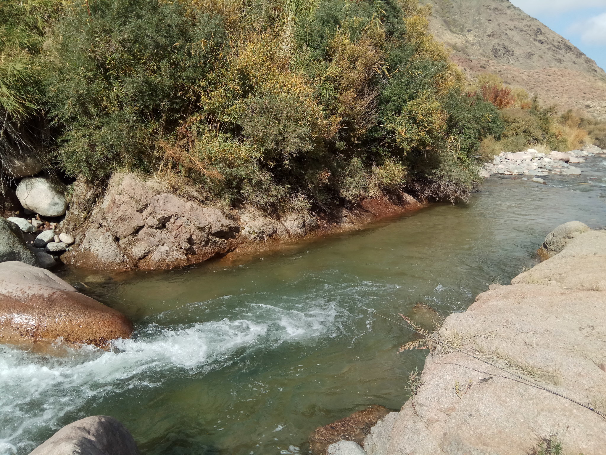 Issyk-Kul trout - My, Trout, Spinning, Issyk-Kul