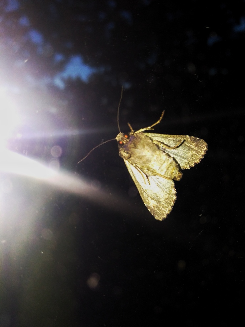 Came to say goodnight - My, Butterfly, Night, The photo, Photo on sneaker, Mobile photography