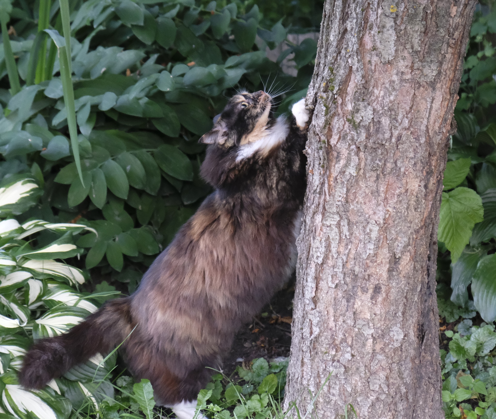 Musin's torment - My, cat, Tricolor cat, Tree, Courtyard, Pets, Pet