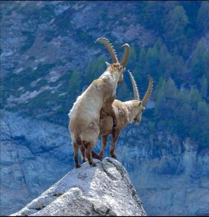 Love - Love, Mountain goats, Animals, Pairing