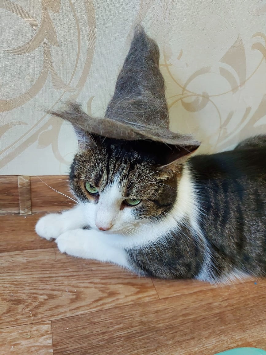 Not Slytherin! Not Slytherin! - My, Harry Potter, cat