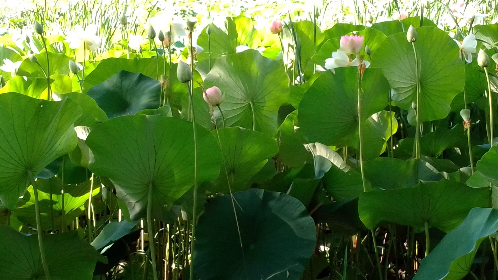 Lotuses - My, lotus lake, Lake, Longpost, Lotus, Flowers