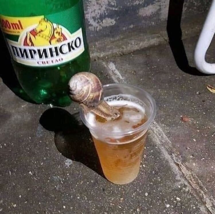 Bukhlitka - Humor, Beer, Snail