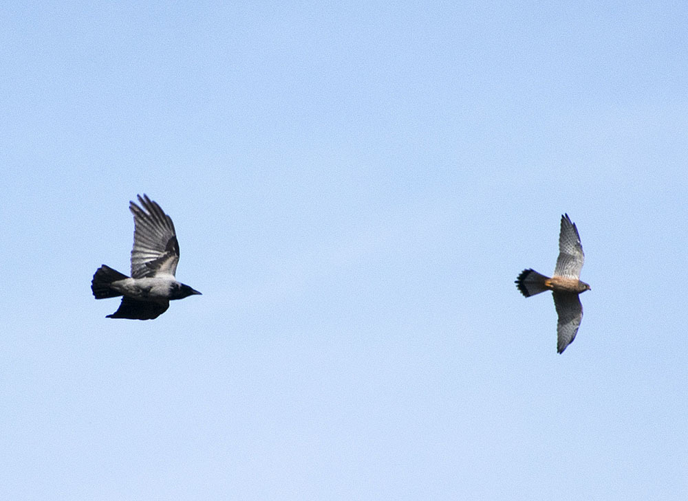 Crow against everyone - My, Crow, Birds, Hobby, Nature, Ornithology, Photo hunting, Video, Longpost