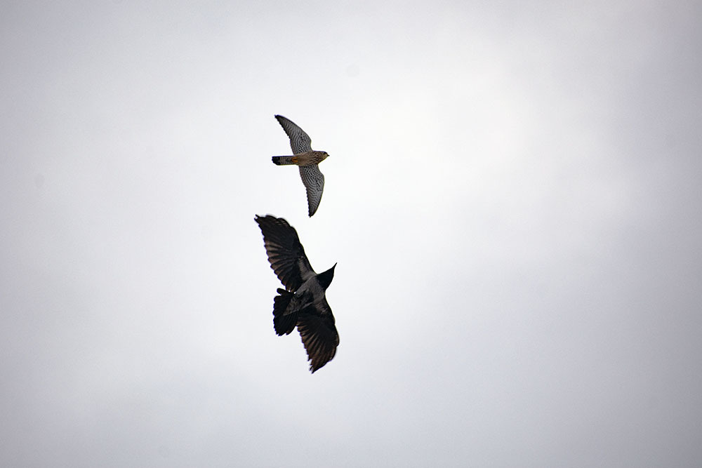 Crow against everyone - My, Crow, Birds, Hobby, Nature, Ornithology, Photo hunting, Video, Longpost