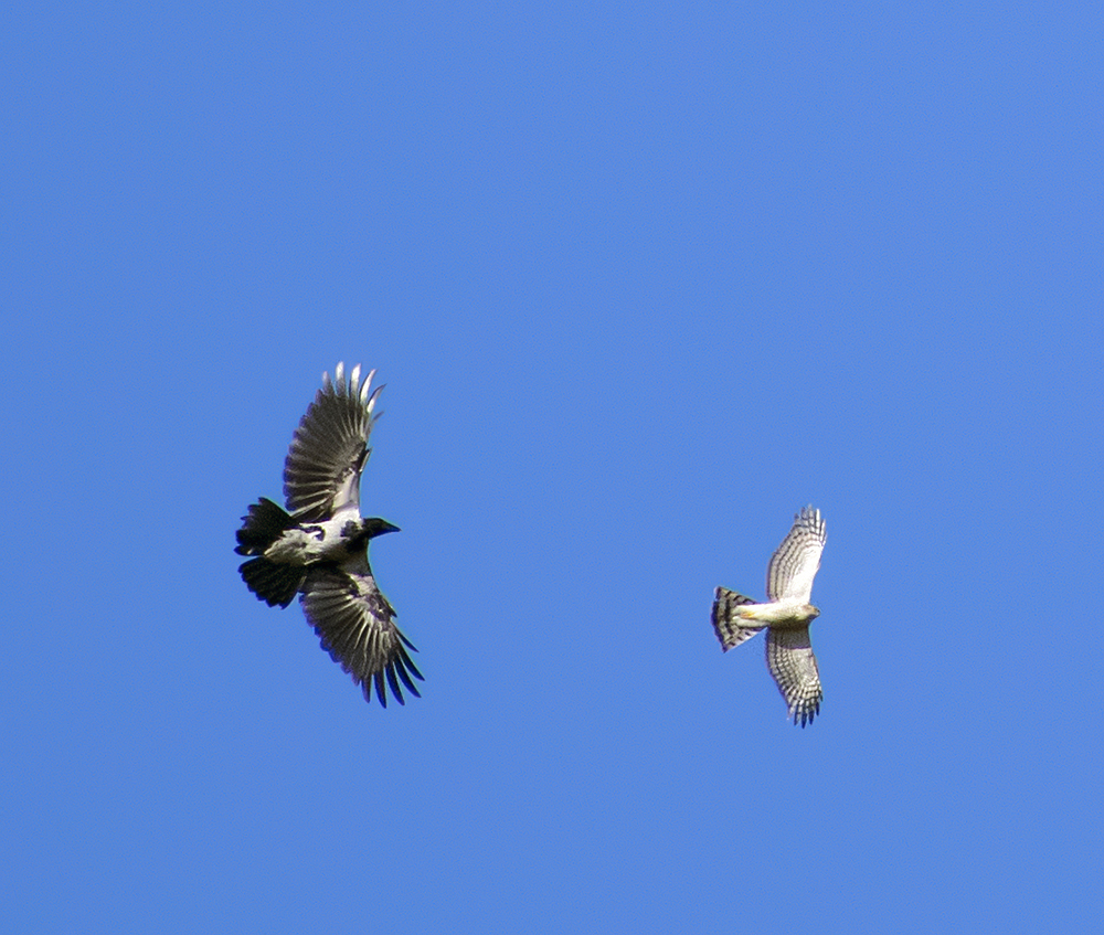 Crow against everyone - My, Crow, Birds, Hobby, Nature, Ornithology, Photo hunting, Video, Longpost