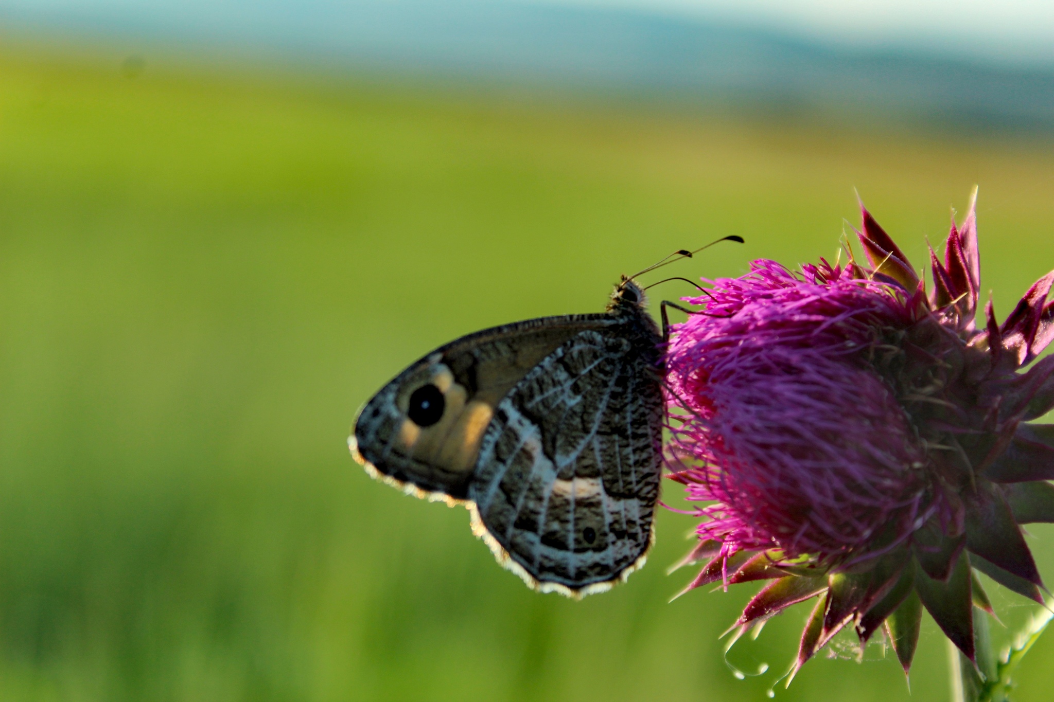 Photo - My, The photo, Beginning photographer, Plants, Flowers, Insects, Clouds, Longpost