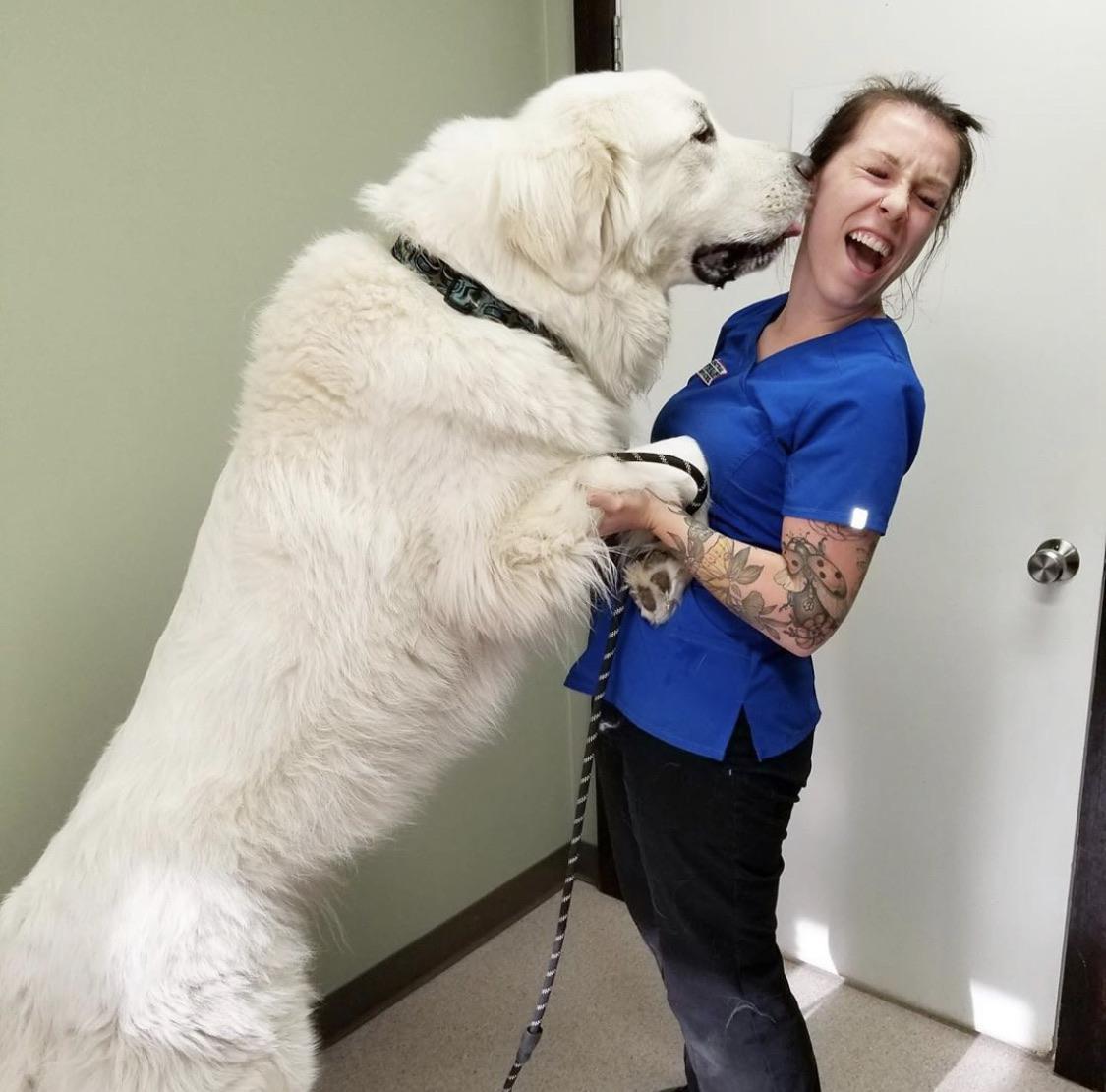 Big boy has been checked by the vet - Dog, Milota, Vet, Big, The size, St. Bernard, Large Pyrenean Dog, Mestizo