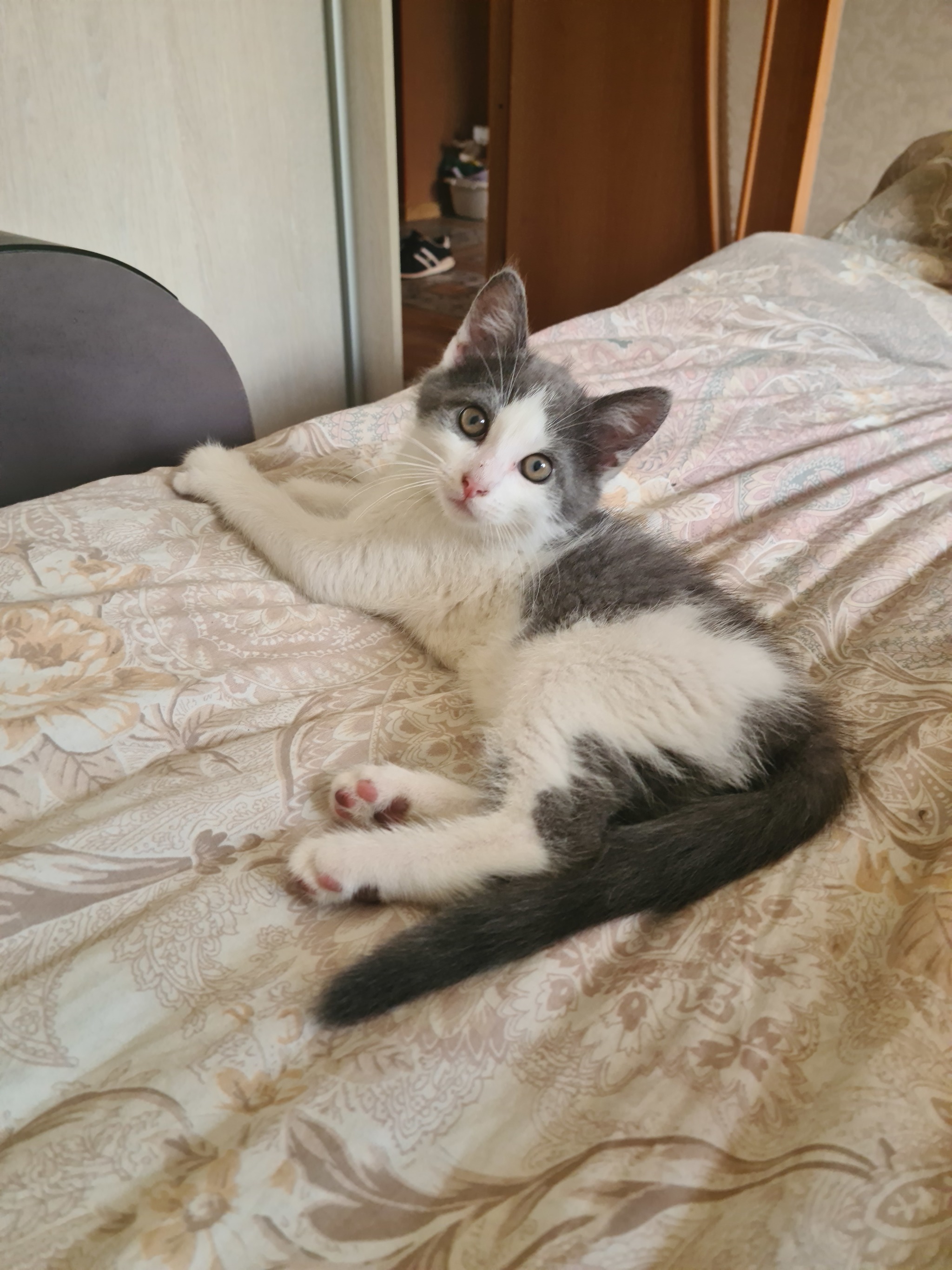 Wonderful kitten is still looking for a home! - My, Saint Petersburg, Leningrad region, In good hands, Longpost, cat, Kittens, No rating