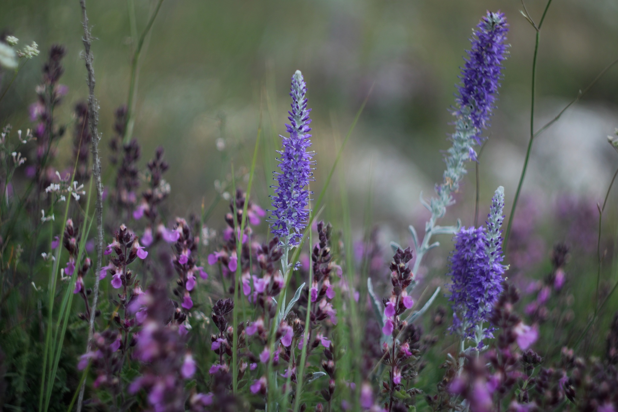 Karabi-yayla, walk, July - My, Crimea, The mountains, The photo, Walk, Landscape, Macro photography, Longpost