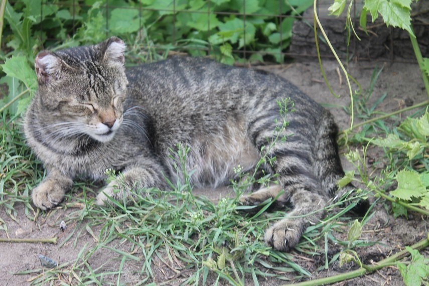 Жизнь домашнего приюта Котоленд 240 - Моё, Кот, Приют, Приют Котоленд, Липецк, Помощь, Доброта, В добрые руки, Длиннопост