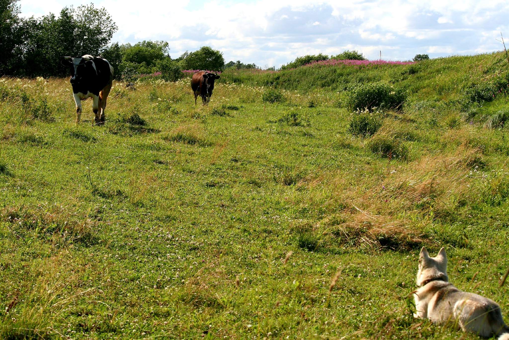 Heifers in the meadows of the Leningrad region - My, Leningrad region, Babino, Meadow, River, Cow, Dog, Alaskan Malamute, Husky, Longpost