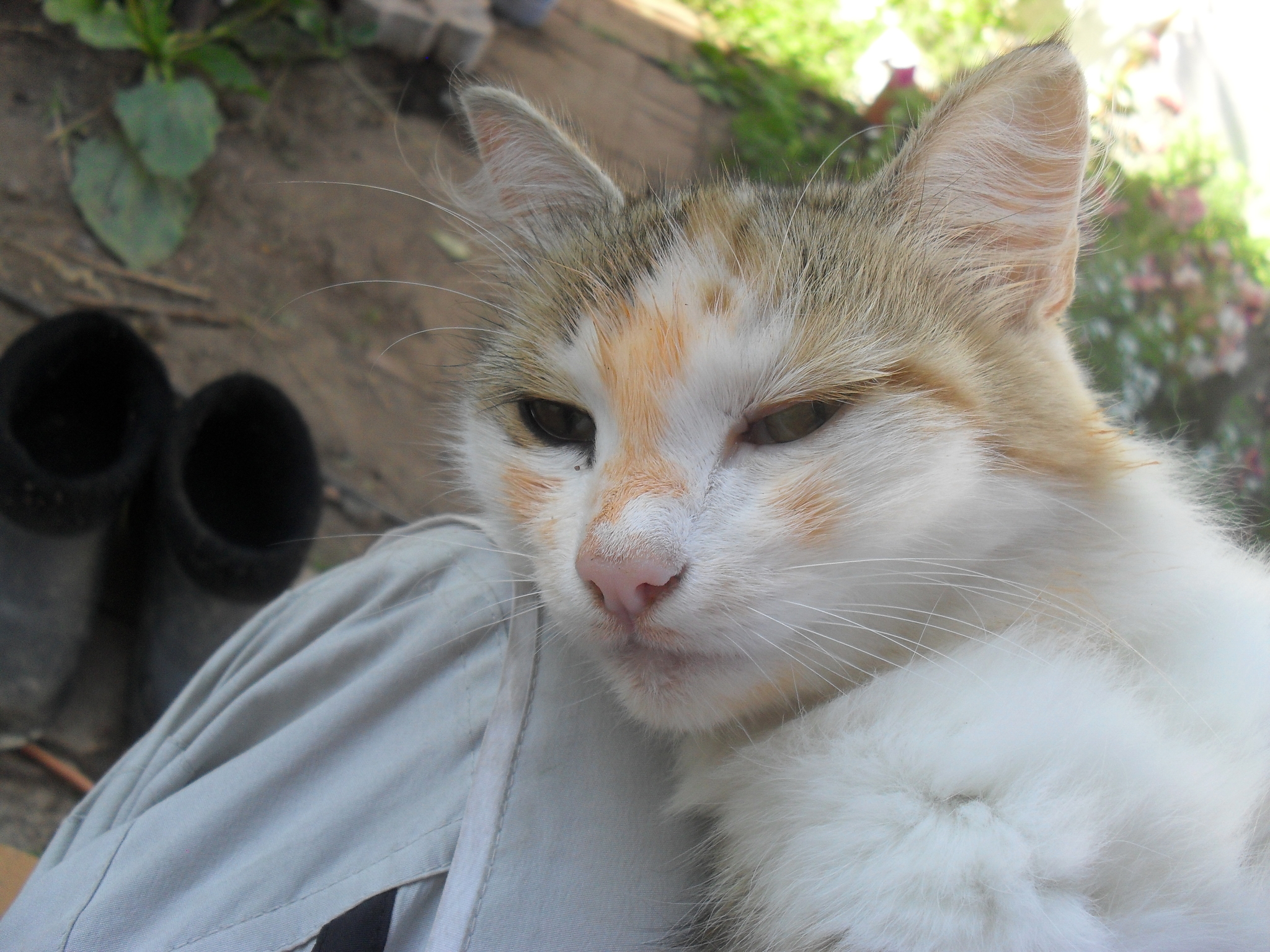 Who climbed onto the table and finished the sprat in tomato? - My, Tricolor cat, Palevo, Longpost