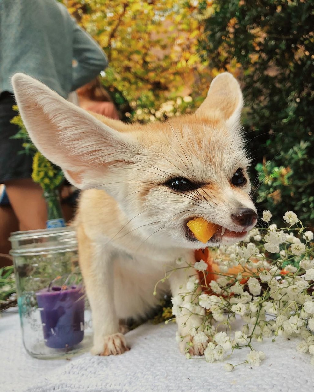 Fruit must die! - Fox, Fenech, Animals, Pets, Domestic fox, The photo