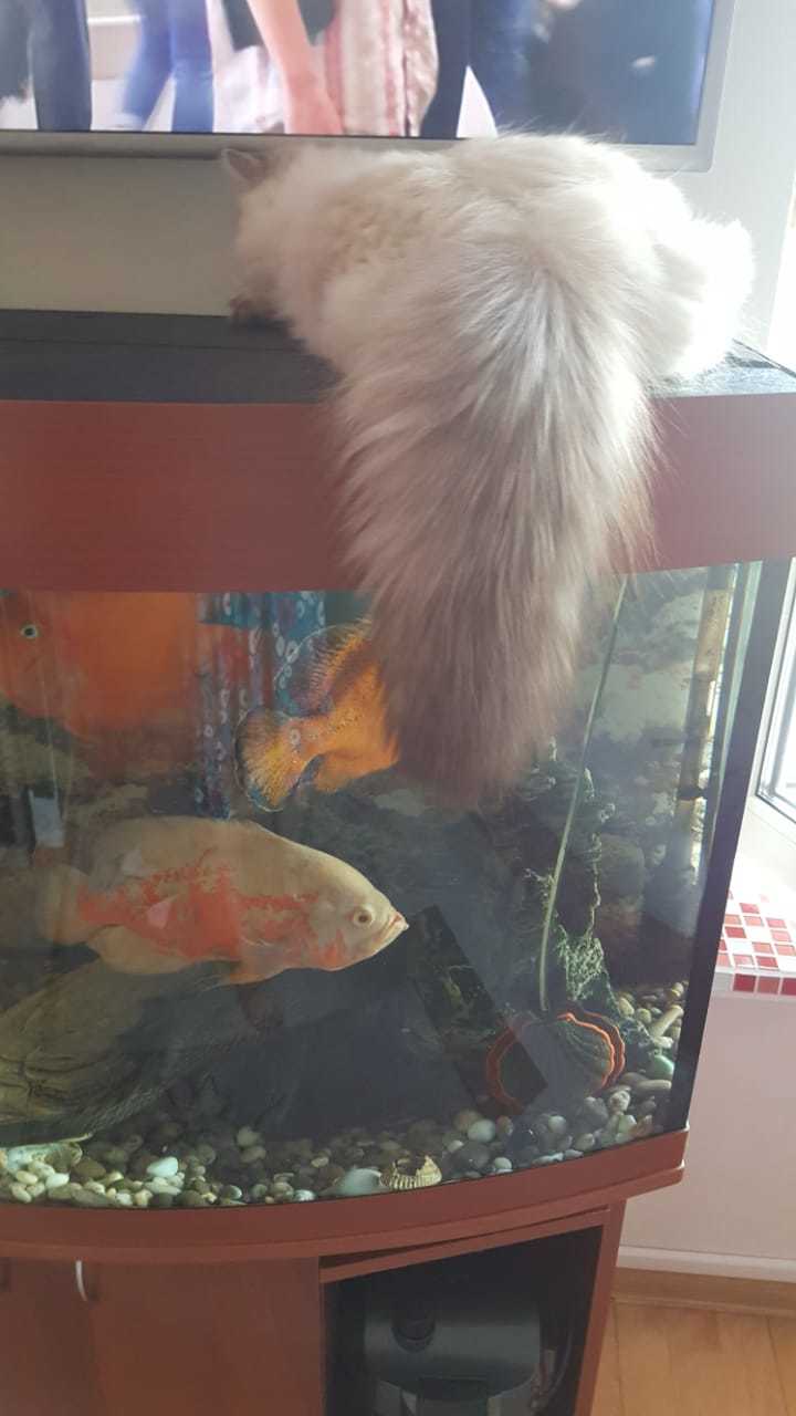 Caught a fish... - My, cat, Kittens, Aquarium