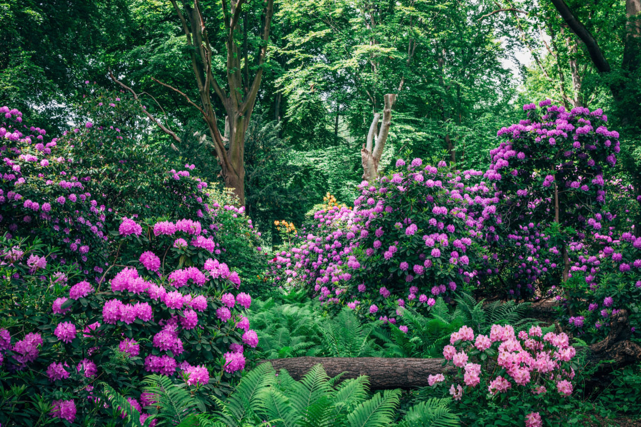 Flower garden in Berlin - The photo, Germany, Berlin, Flowers, Nature, Garden, Longpost