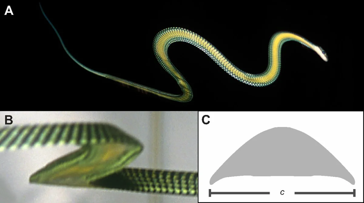 Украшенная змея: Змея, которая ползает по воздуху. Как рептилия без  конечностей покорила небо? | Пикабу