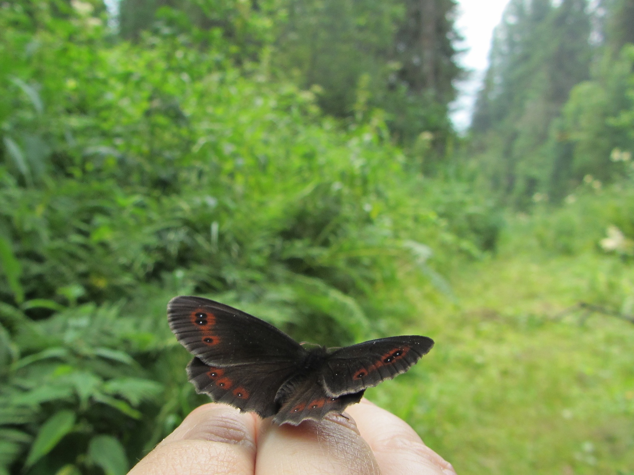 Animals of Altai - My, Animals, Insects, Altai Republic, The photo, Longpost