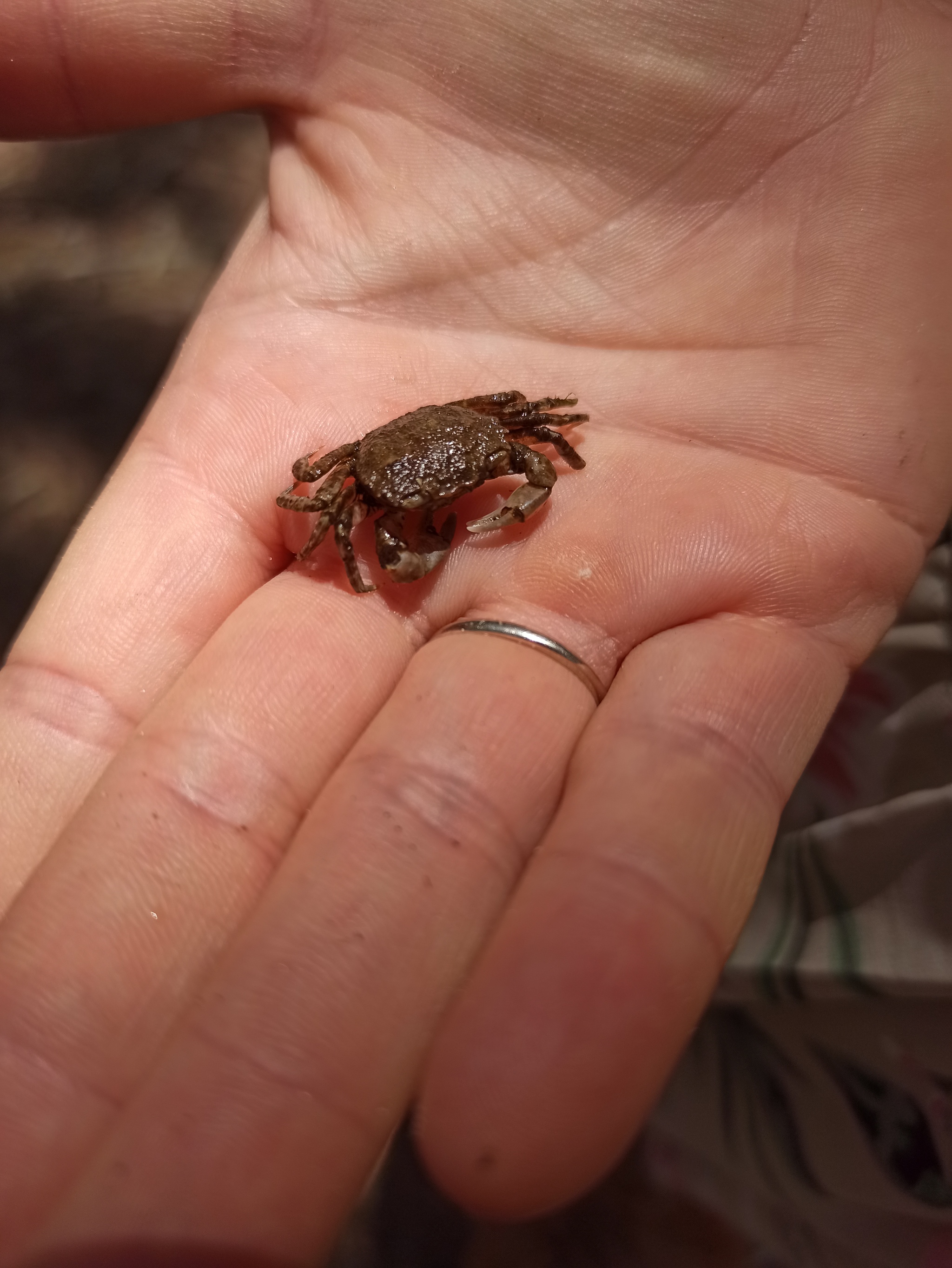 Crab - My, Crab, Small, The photo, Longpost