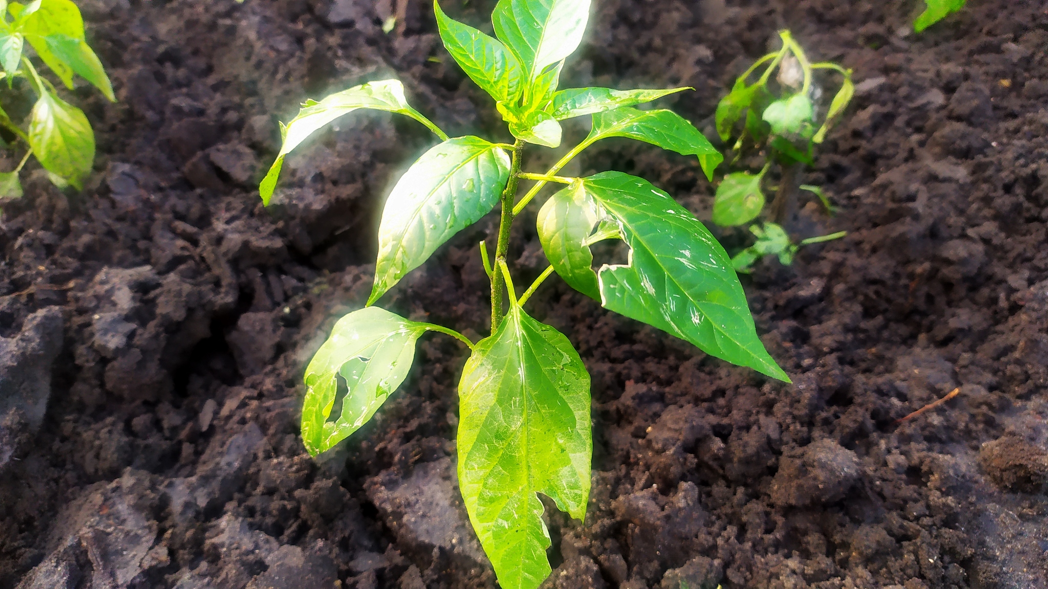 First experience of growing hot peppers - My, Hot peppers, Gardening, Growing, Habanero, Longpost