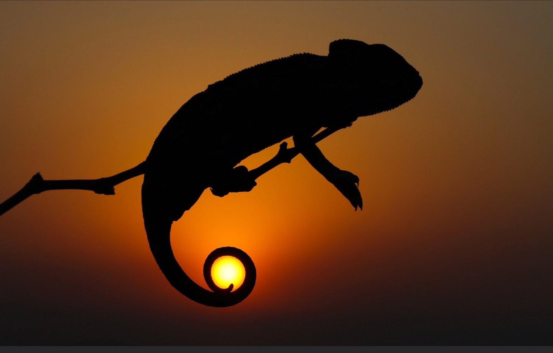 Chameleon holding the sun - The photo, Reddit, Chameleon, The sun