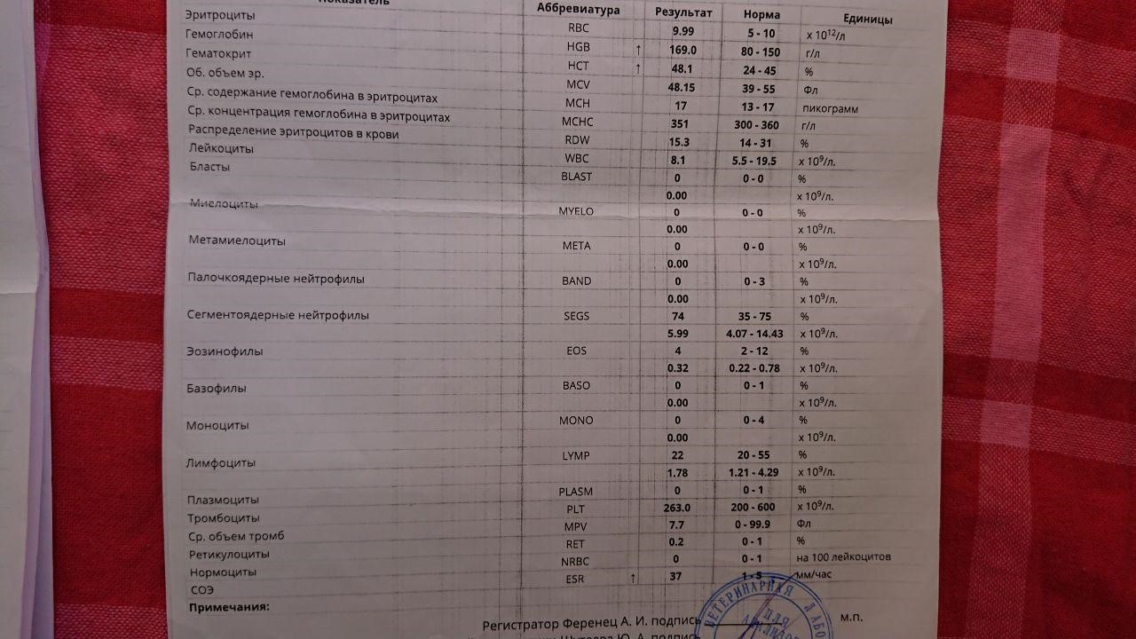 Ветеринары не знают ,что с котком - Моё, Кот, Болезнь, Ветеринария, Длиннопост, Домашние животные