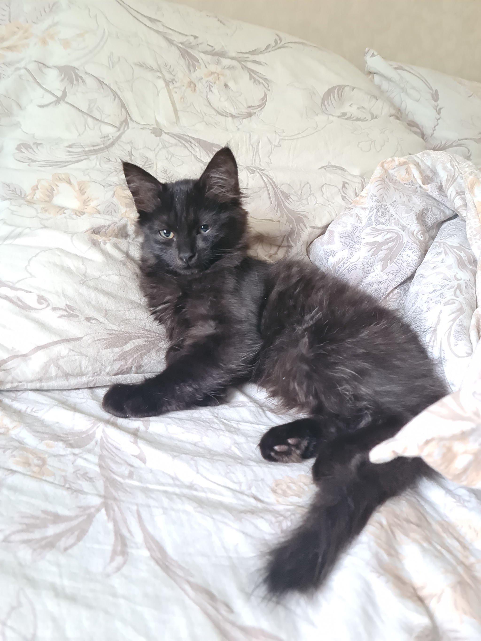 A beautiful black cat is looking for a home! - Saint Petersburg, Leningrad region, Longpost, In good hands, cat, Kittens, No rating, Animal shelter