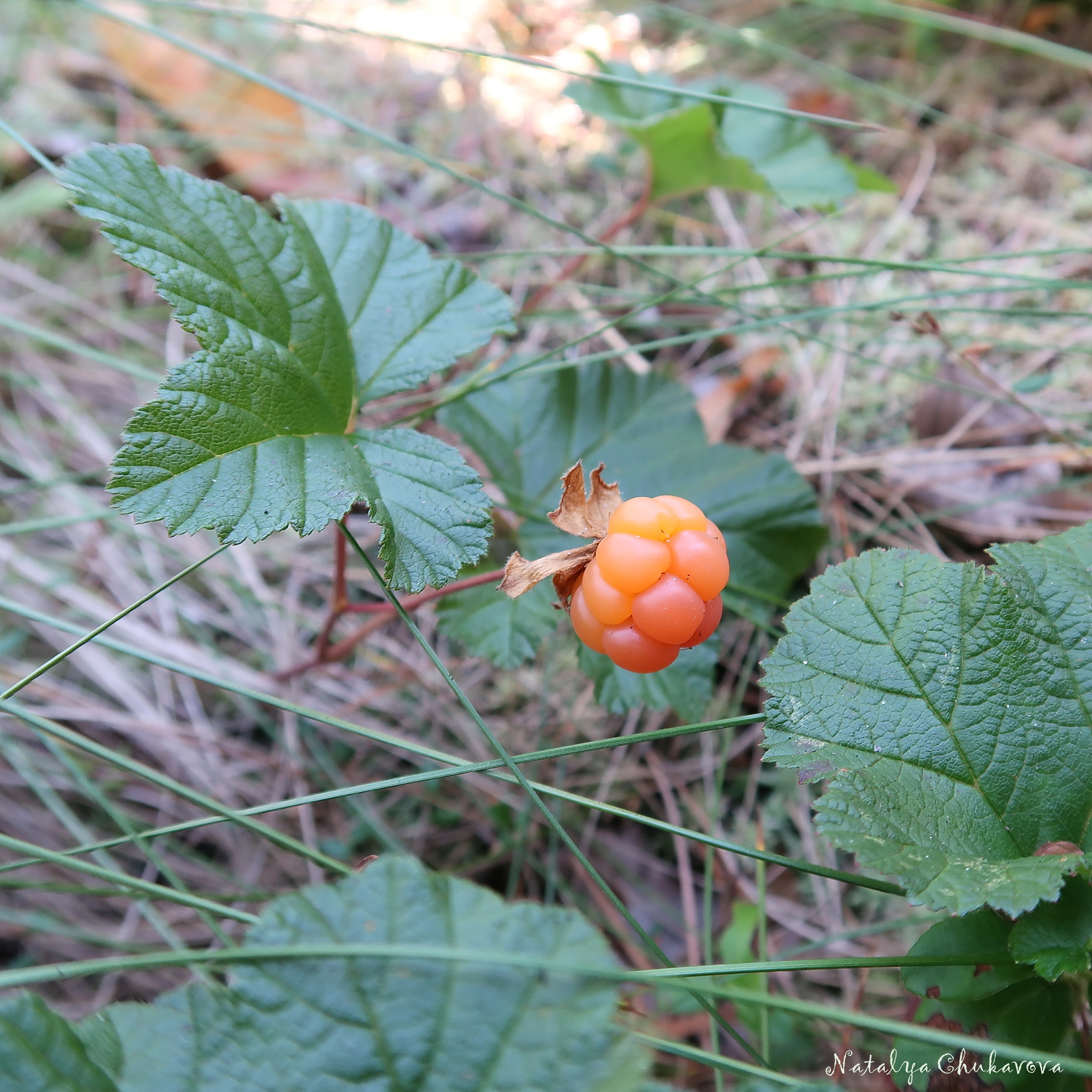 No mushrooms, tragicomedy in one act - My, Mushrooms, Mushroom pickers, Cloudberry, Longpost