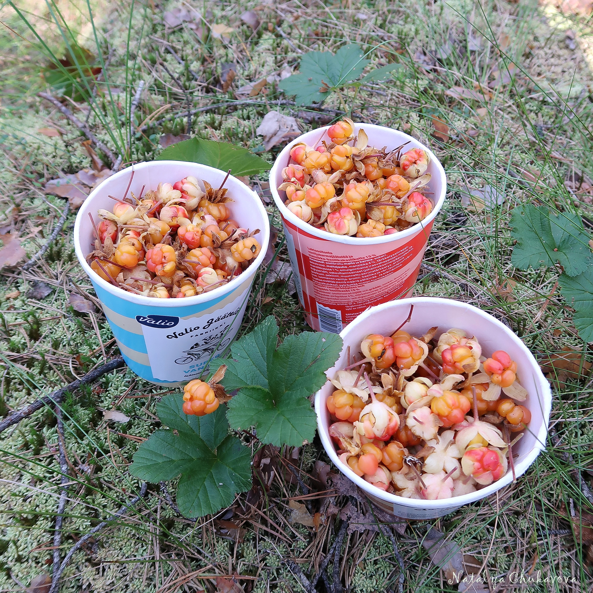 No mushrooms, tragicomedy in one act - My, Mushrooms, Mushroom pickers, Cloudberry, Longpost