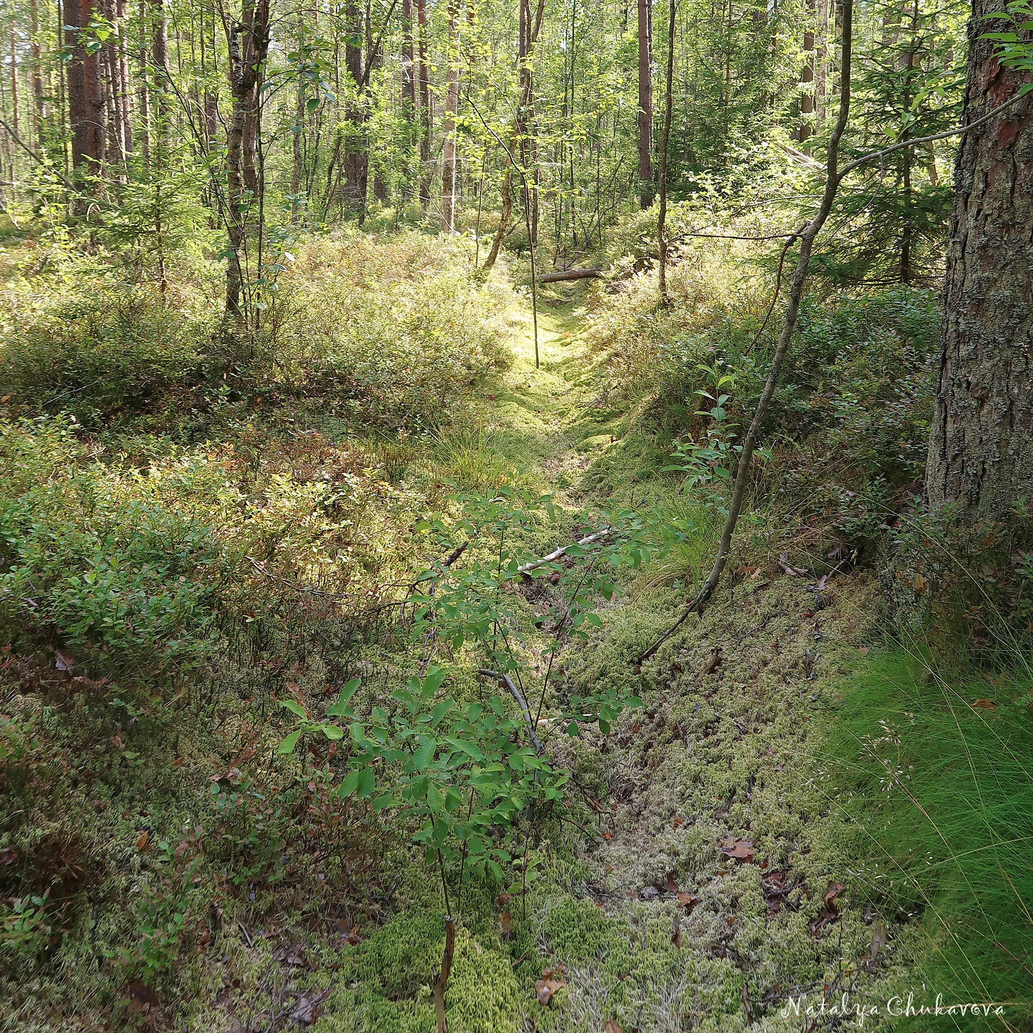 No mushrooms, tragicomedy in one act - My, Mushrooms, Mushroom pickers, Cloudberry, Longpost