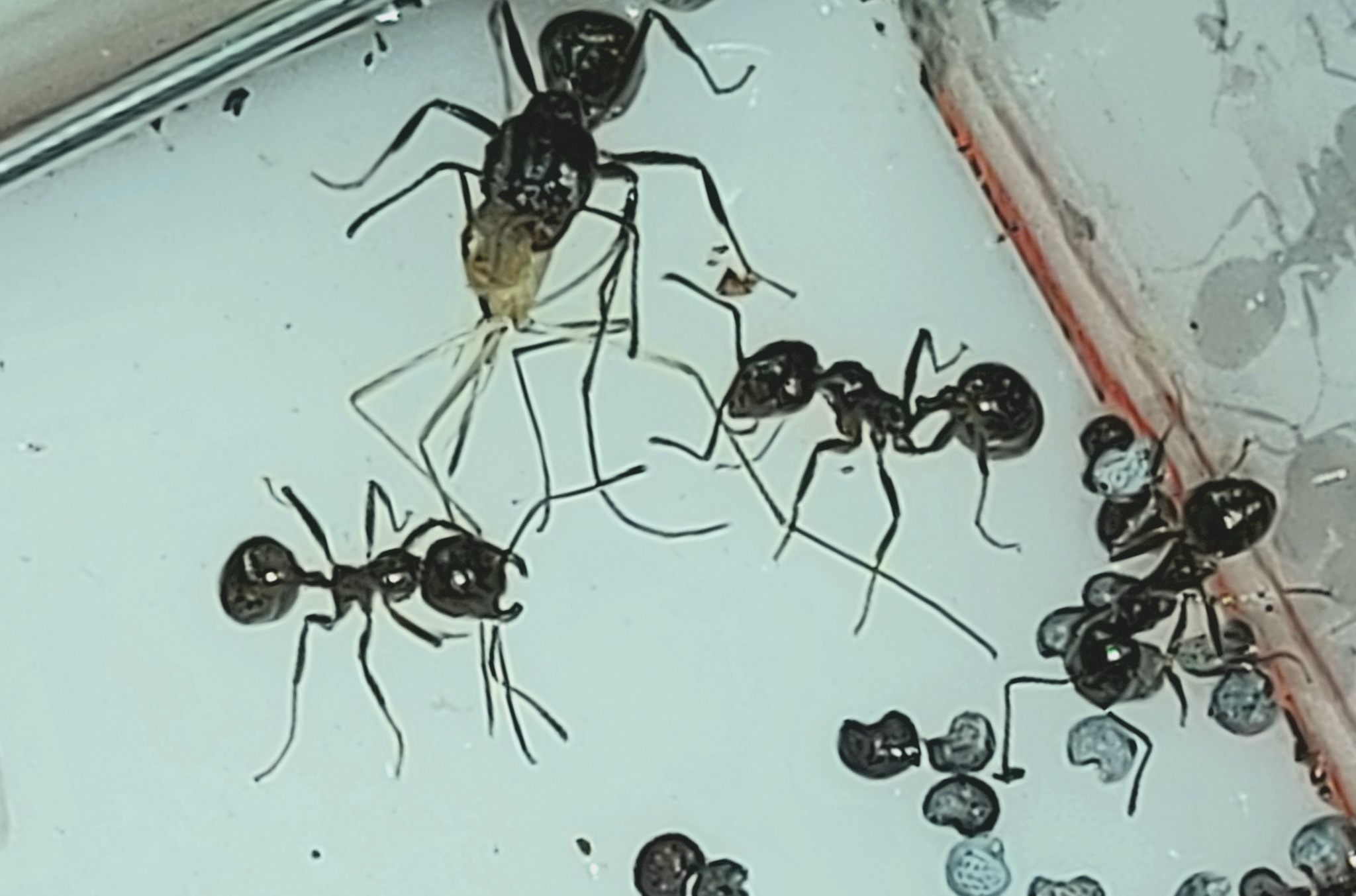 Вид муравьев в высотных домах