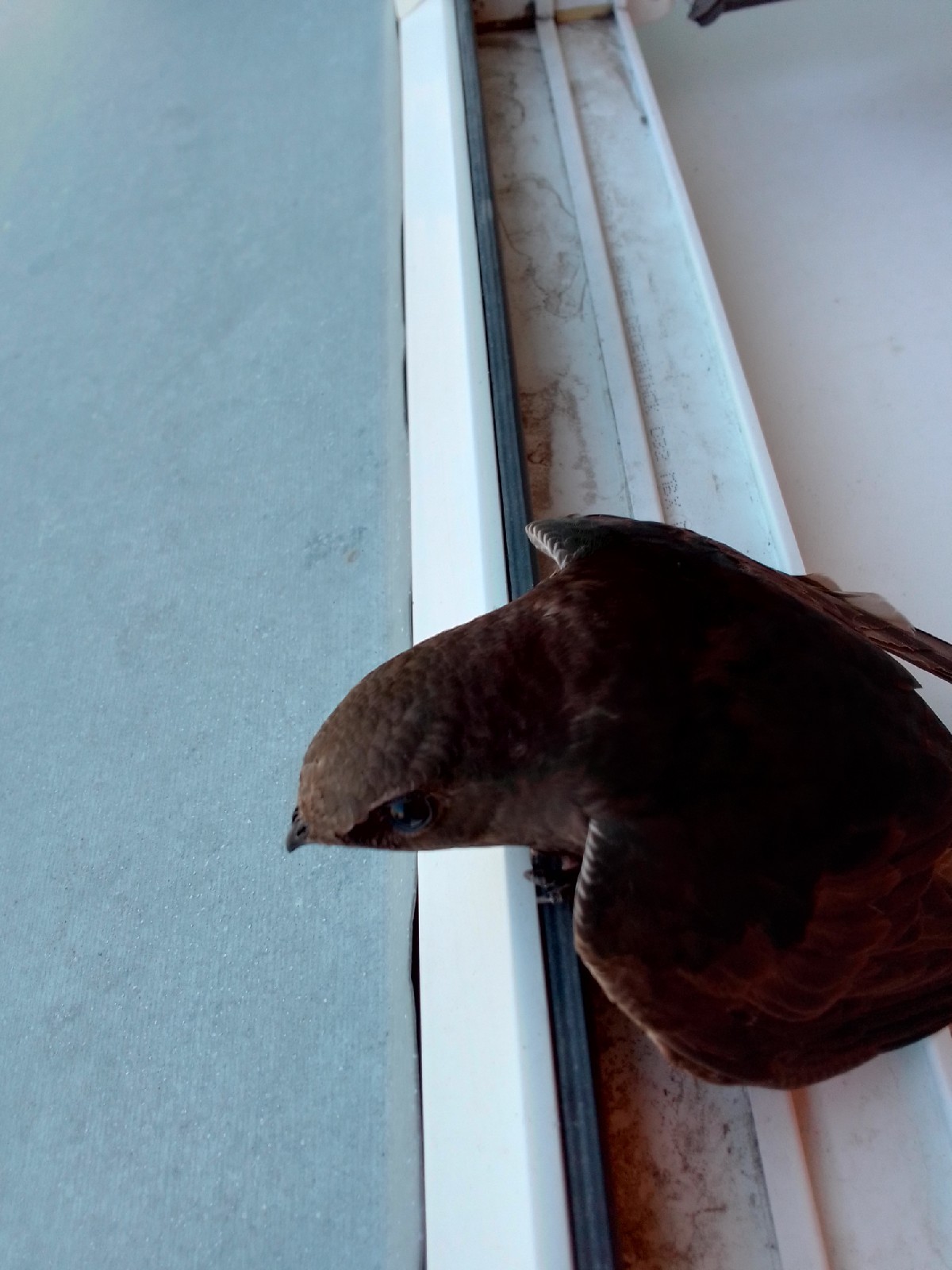 Swifts - My, Birds, Black Swift, Swift, Longpost