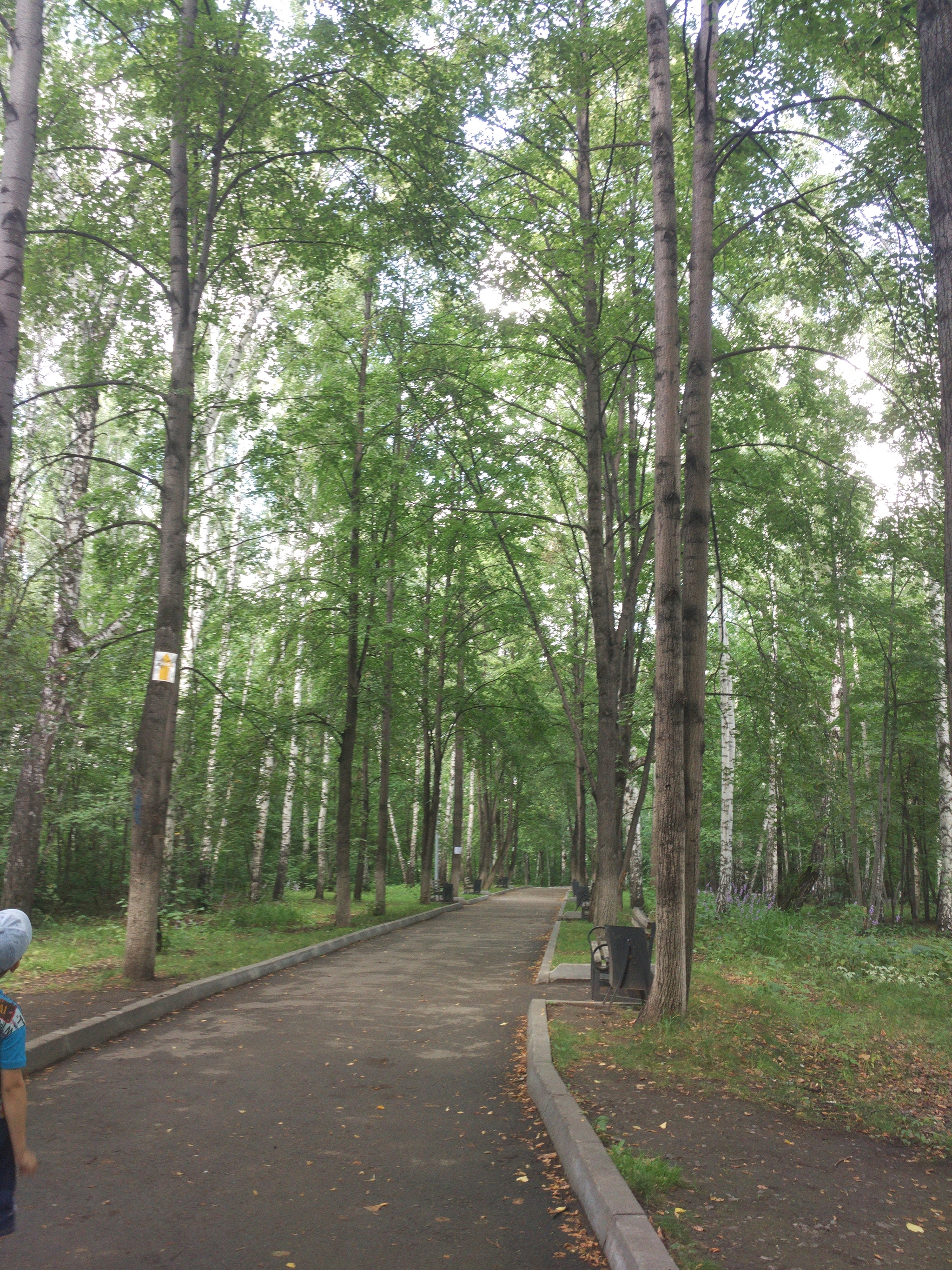 My first post - Nature, Siberia, Novosibirsk, Bugrinskaya grove, Longpost