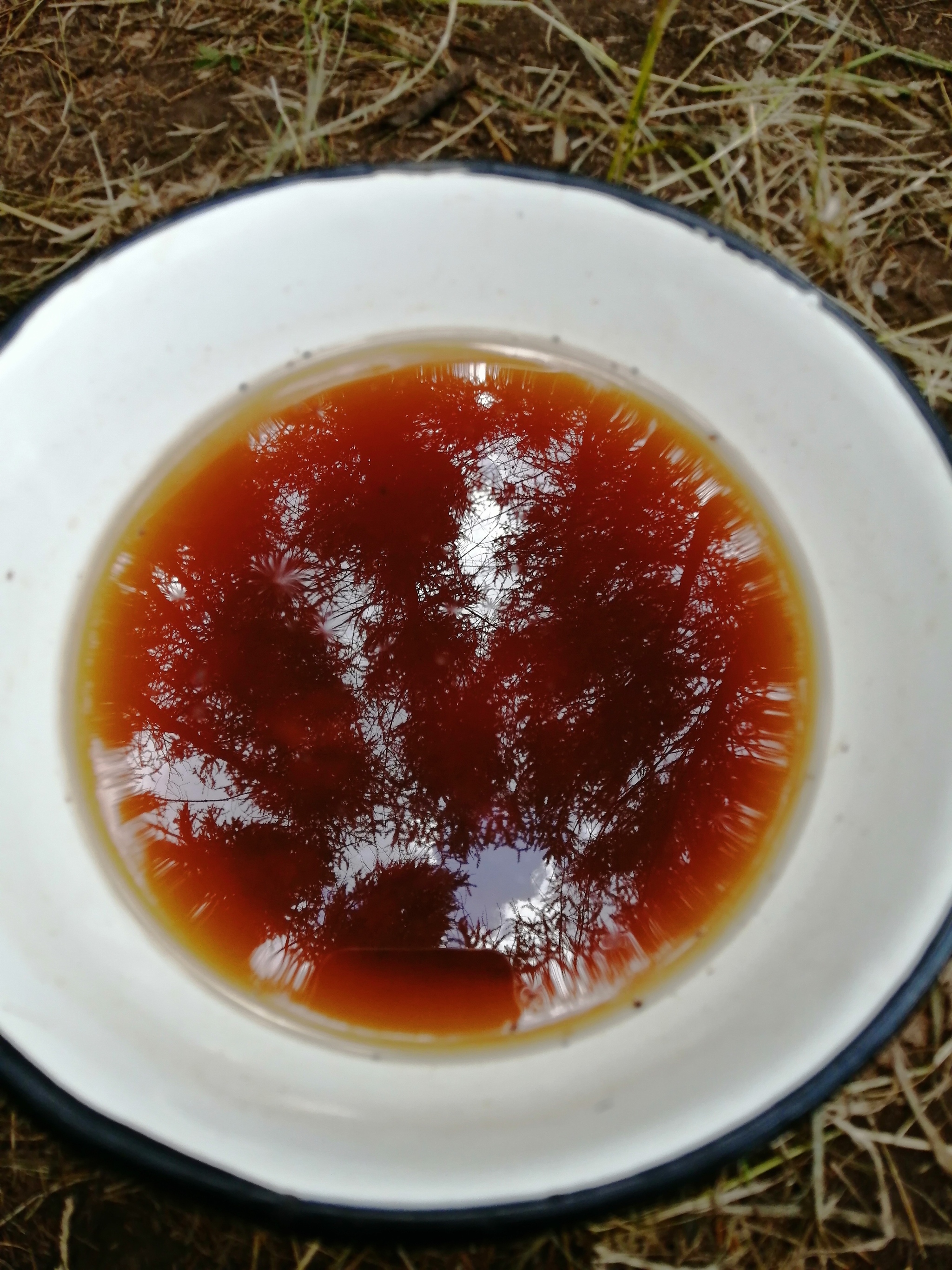 Tea in the forest - My, Forest, Tea, Christmas trees, Reflection