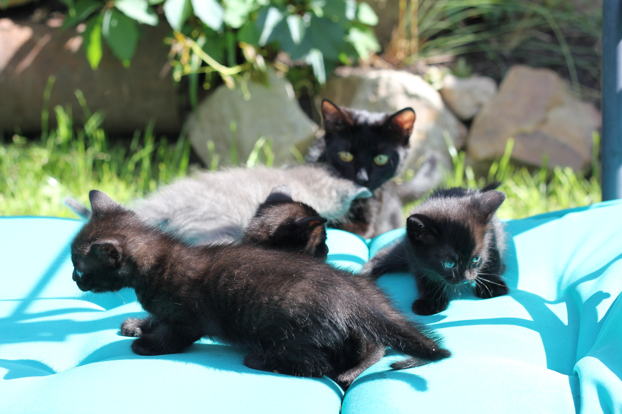 Kittens are looking for a home. Kursk city - My, Kittens, In good hands, Pets, Kursk, cat, Longpost, Black cat, No rating