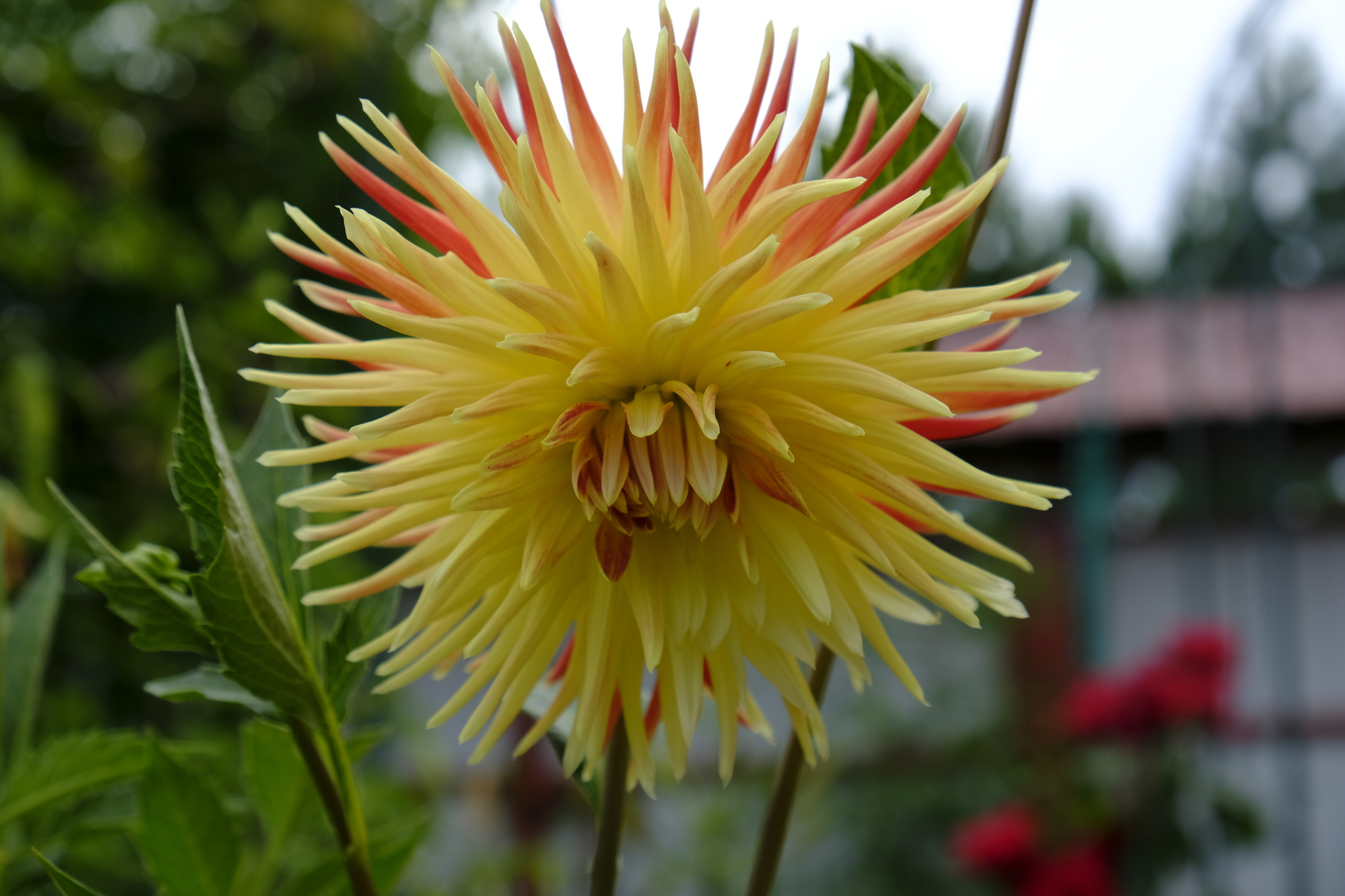 Summer - My, Summer, Flowers, Berries, Nature, Dahlias, Lily, Raspberries, Red Ribes, Longpost