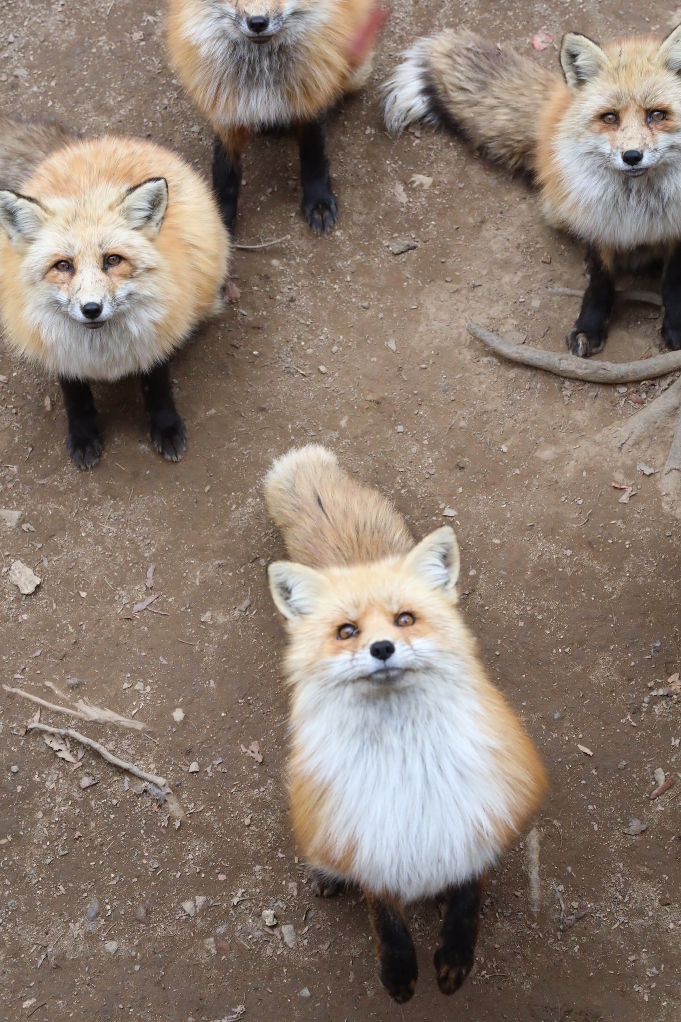 Public catching of treats! - Fox, Animals, Wild animals, Fox Village, The photo, Longpost