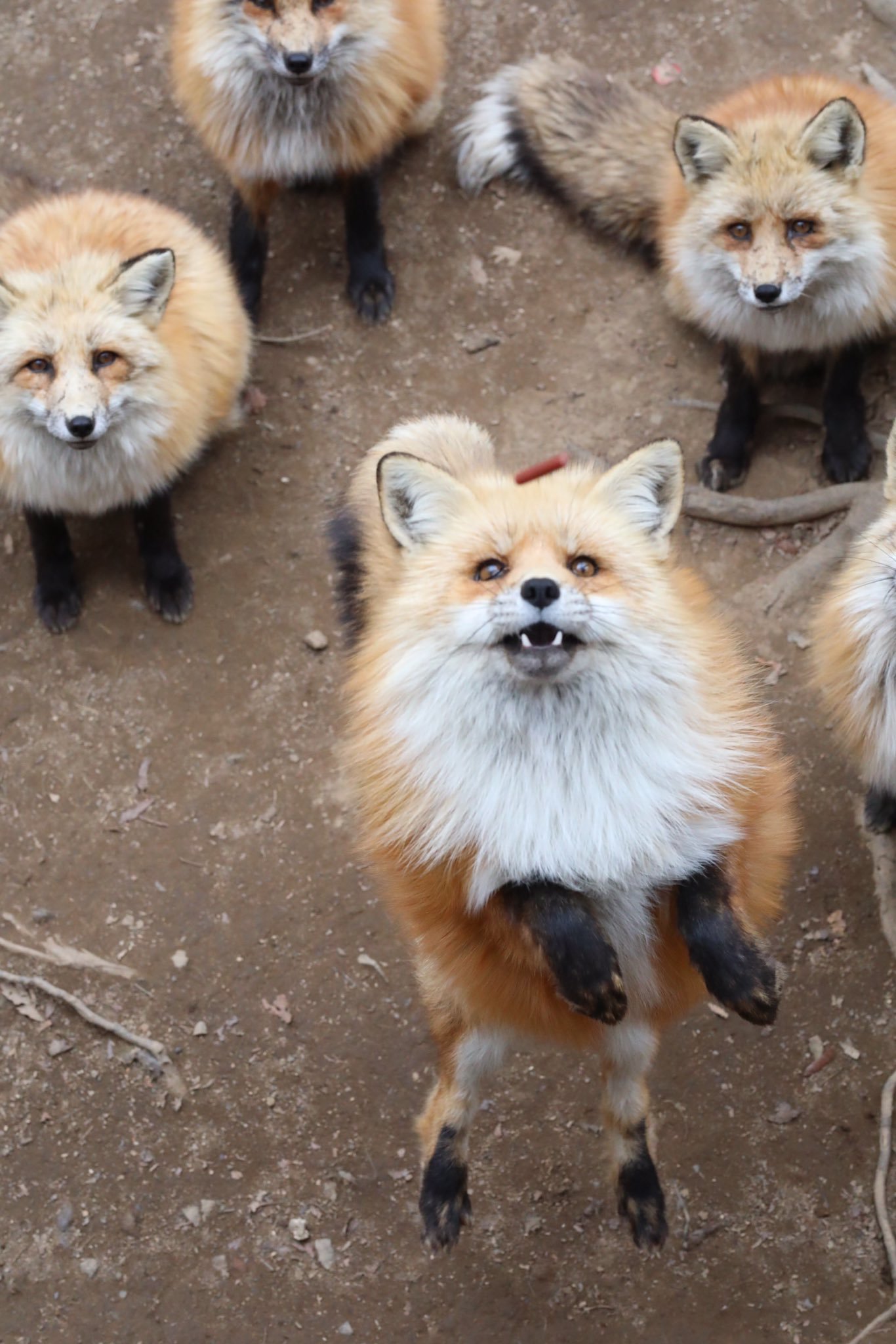 Public catching of treats! - Fox, Animals, Wild animals, Fox Village, The photo, Longpost