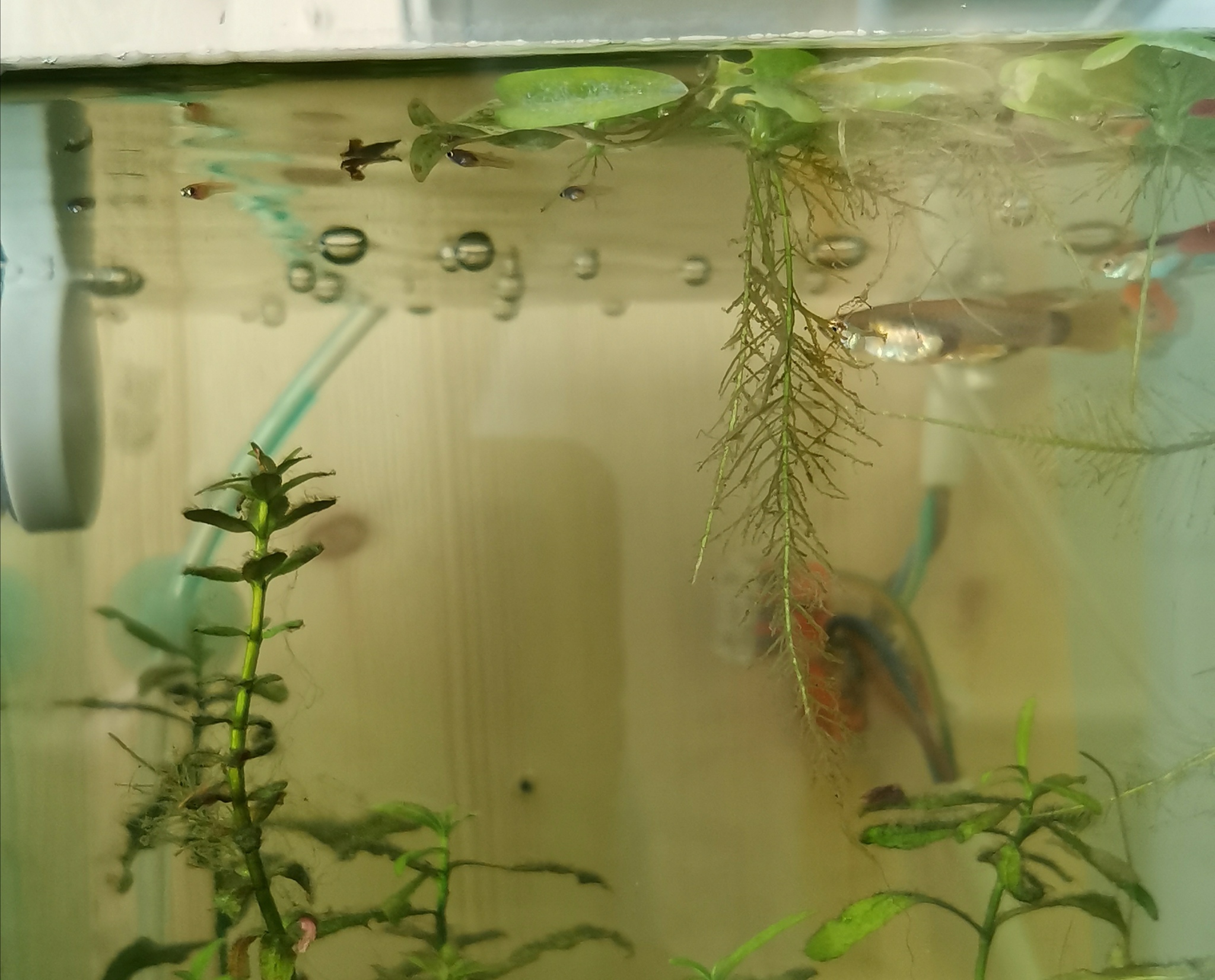 My experience as an aquarist continued part 5 - My, Aquarium, Новичок, Aquarium, Aquarium plants