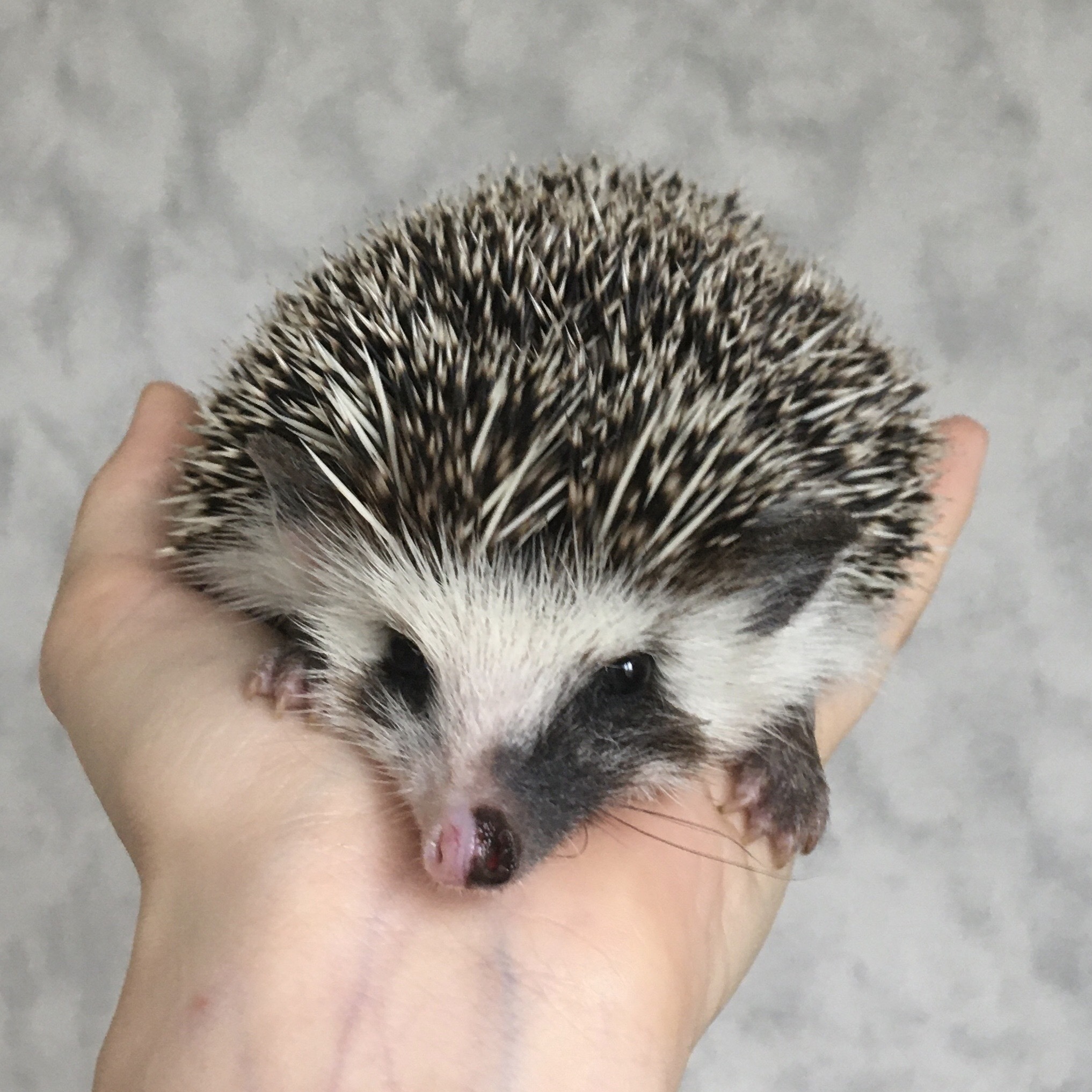 Variety of colors of African pygmy hedgehogs - My, African pygmy hedgehog, Hedgehog, Pets, Longpost