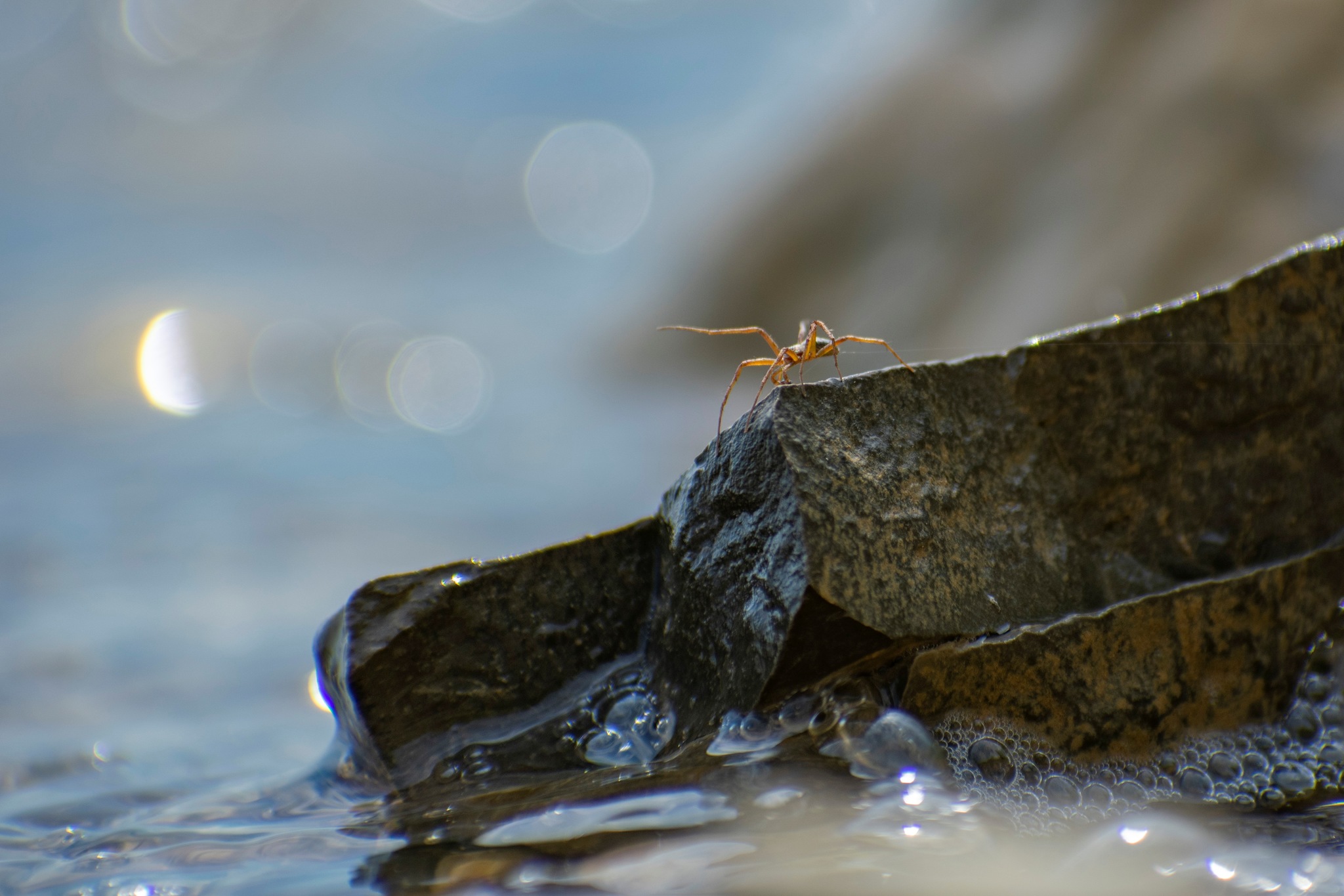 Doesn't want to get his paws wet - My, Biology, Spider, The photo, Longpost