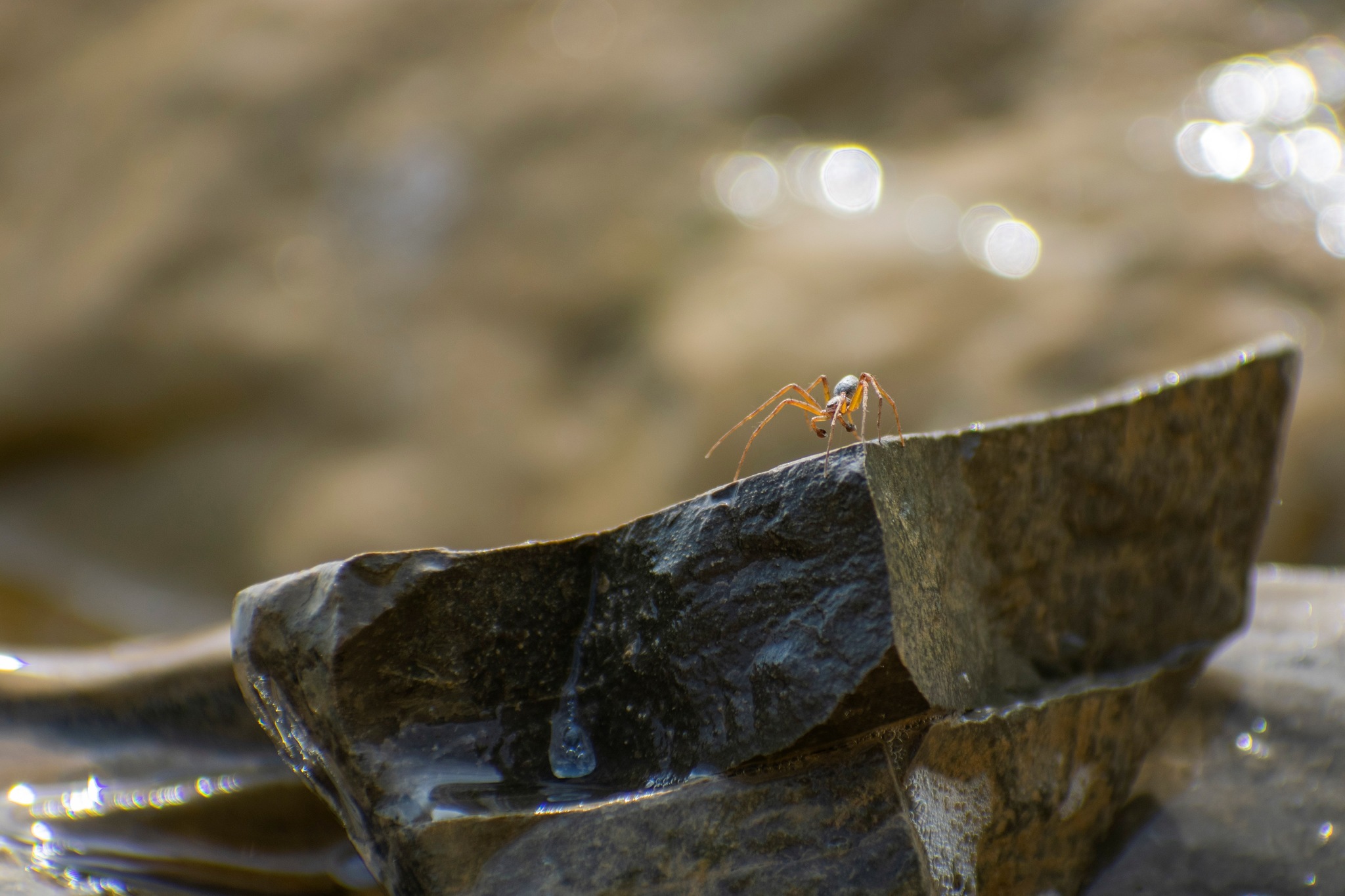 Doesn't want to get his paws wet - My, Biology, Spider, The photo, Longpost