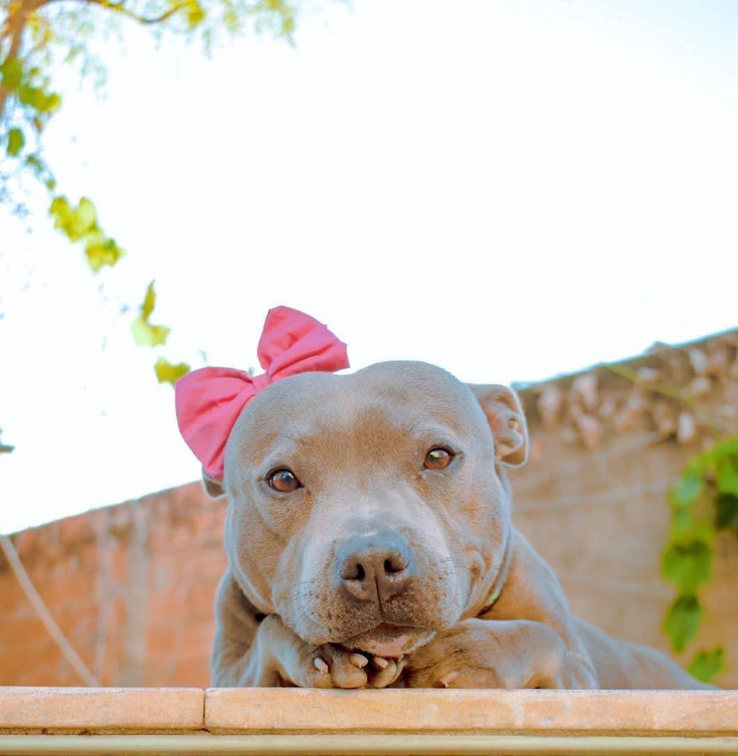 Little cute princess - The photo, Princess, Bow, Animals, Dog, Milota