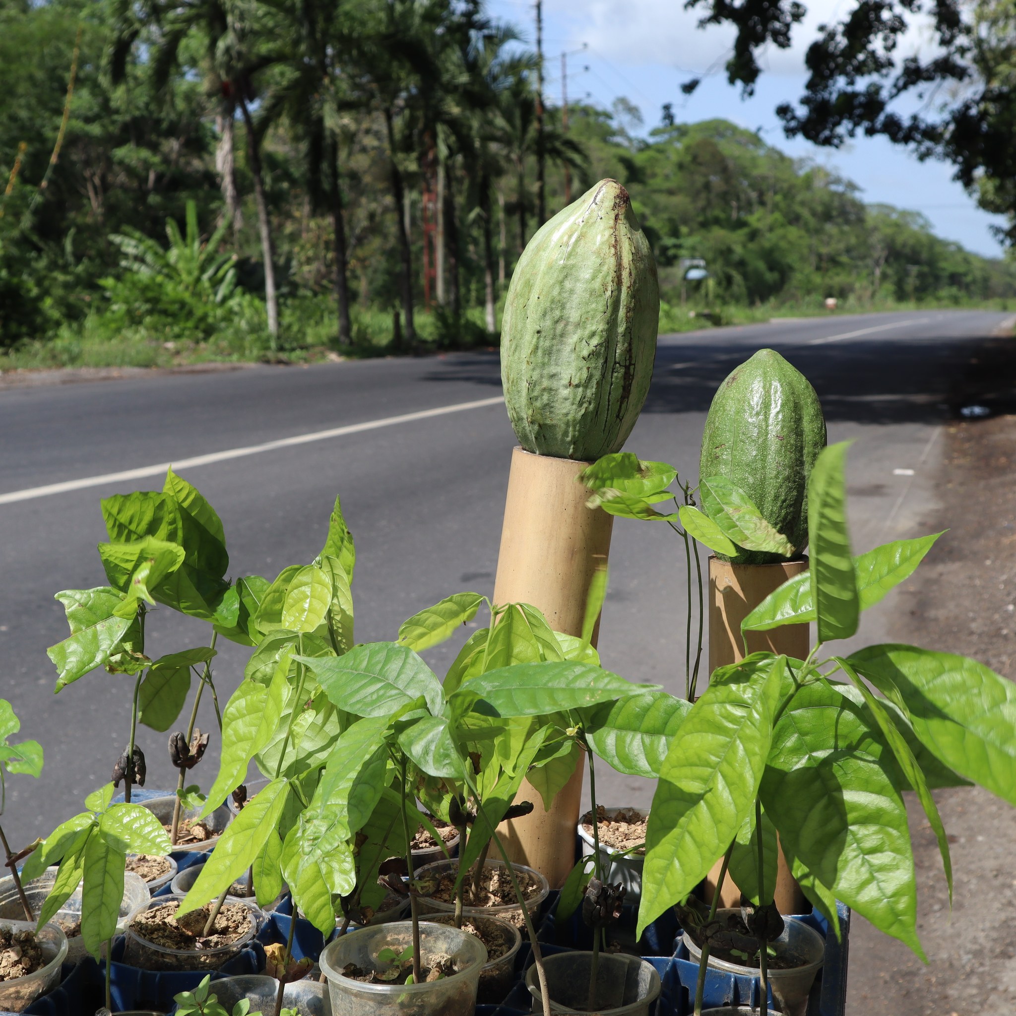 How cocoa grows - My, Cocoa, Chocolate, Travels, Longpost